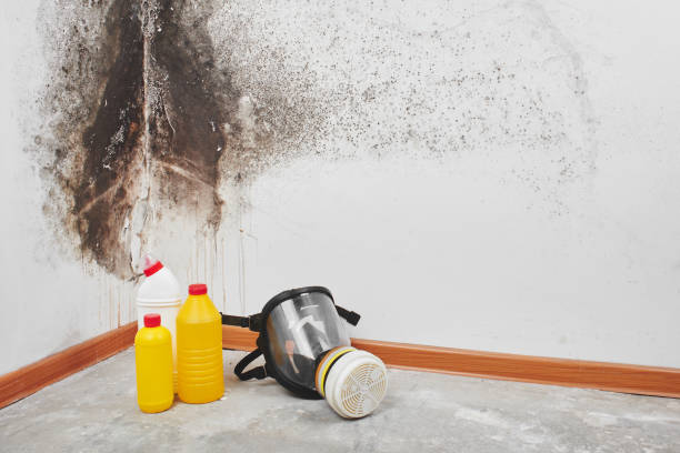 Best Affordable Mold Removal  in Greenville, IN