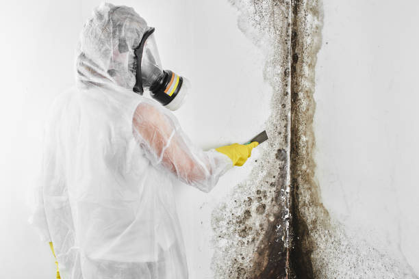 Reliable Greenville, IN Mold Removal Solutions