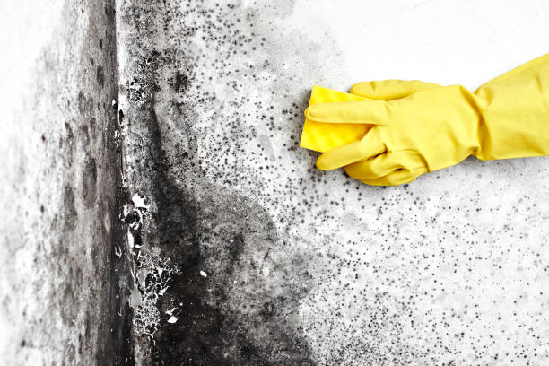 Best Local Mold Removal Service  in Greenville, IN