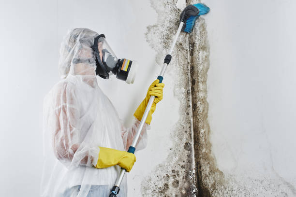 Best Toxic Mold Removal  in Greenville, IN