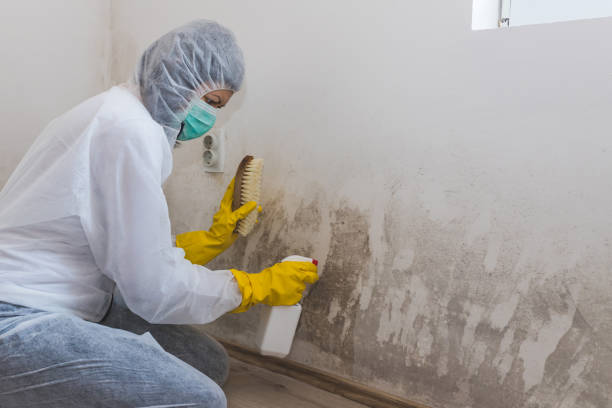 Crawl Space Mold Removal in Greenville, IN