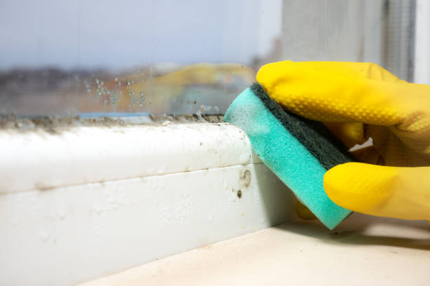 Best Office Mold Removal Services  in Greenville, IN