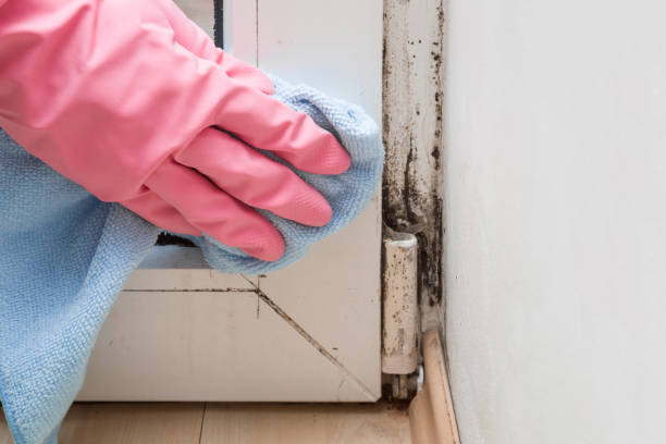 Best Black Mold Removal  in Greenville, IN