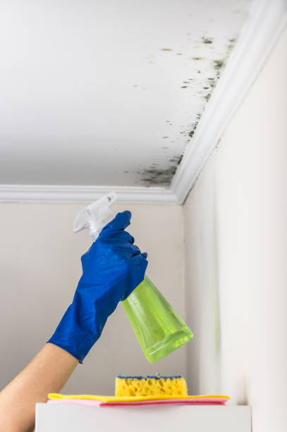 Certified Mold Removal in Greenville, IN